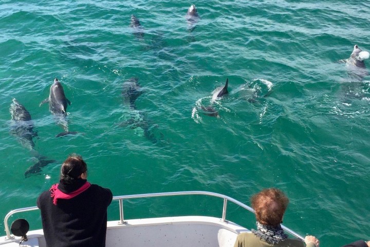 Dolphins swimming off the bow of the houseboat - Forster luxury houseboats NSW